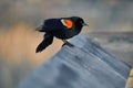 Sharp feathered man Red winged blackbird looking sharp early spring Alberta Canada