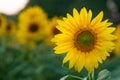 A sharp flower of a sunflower on a blurred background of other flowers