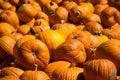 Sharp Focus on Pumpkins in the Front of a Massive Pile of Pumpkins for Halloween