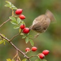 A sharp-focus rose hip branch, with a small, brown, severely blurred bird (motion blur) Royalty Free Stock Photo