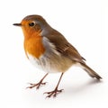 Sharp-focused Robin Hunting: Small Brown And Orange Bird In Rubens Style