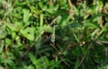 Sharp focused view of the front of a dragonfly with blue and red eyes on a dry branch Royalty Free Stock Photo