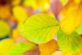 Sharp-focused yellow leaf with bright autumn bokeh background Royalty Free Stock Photo