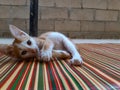 sharp gaze of a cute kitten