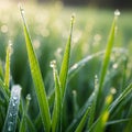 Plays through the dew, highlighting the grass s vibrant green color. Royalty Free Stock Photo