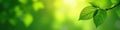 Sharp green tree, soft sky bokeh, nature light, beautiful, picture, image Royalty Free Stock Photo