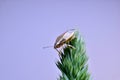 The sharp-headed bug Aelia sits on the grass top view Royalty Free Stock Photo