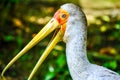 Headshot of a painted stork