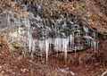 Sharp icicles formed on the rocks during cold winter