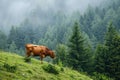 Sharp Image of Brown Cow Grazing on the Grasscovered Hill Near the Forest Royalty Free Stock Photo