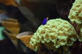 Sharp image of marine coral and fish