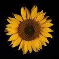 Sharp image of a sunflower on a black background Royalty Free Stock Photo