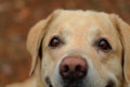 Beautiful labrador retriever dog`s eyes. Extreme acuity, sixth sense.