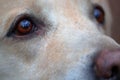 Beautiful labrador retriever dog`s eyes. Extreme acuity, sixth sense. Royalty Free Stock Photo