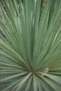 Dasylirion serratifolium close up