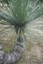 Dasylirion serratifolium close up