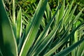 Sharp Leaves Green Plant with Spikes Natural Background