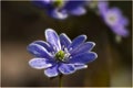 Sharp-lobed Hepatica Hepatica acutiloba bloom, Ontario, Canada Royalty Free Stock Photo