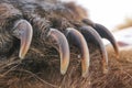 Sharp long claws on the front lamp of a brown bear Royalty Free Stock Photo