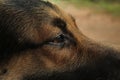 sharp look in dog the breed of German shepherd Royalty Free Stock Photo