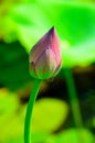 A sharp Lotus buds