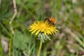 A macro shot of a Bumblebee full of pollen on a dandelion flower Royalty Free Stock Photo