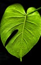 Sharp macro texture of a green leaf with dew drops and high contrast on a black background Royalty Free Stock Photo
