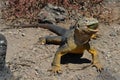 Sharp meal. The land iguana eating prickly pear cactus. Royalty Free Stock Photo