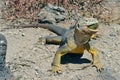 Sharp meal. The land iguana eating prickly pear cactus. Royalty Free Stock Photo