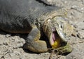 Sharp meal. The land iguana eating prickly pear cactus.The Galapagos land iguana (Conolophus subcristatus) Royalty Free Stock Photo