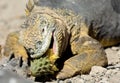 Sharp meal. The land iguana eating prickly pear cactus.The Galapagos land iguana (Conolophus subcristatus) Royalty Free Stock Photo