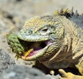 Sharp meal. The land iguana eating prickly pear cactus.The Galapagos land iguana (Conolophus subcristatus) Royalty Free Stock Photo