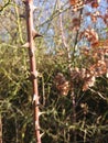 Sharp menacing thorns on a thick stem caught pierced cut tear rip prick