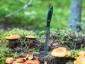 A sharp metal knife is stuck in a stump overgrown with green moss with delicious edible mushrooms in the forest Royalty Free Stock Photo