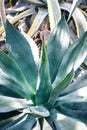 Sharp pointed agave plant leaves. Dragon tree agave(Agave attenuata)