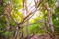 Sharp Pointy Twigs and Branches close up in framee in bright forest on a warm green summer day