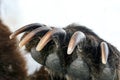 Sharp powerful bear claws on the front paw close-up Royalty Free Stock Photo