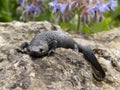Sharp ribbed newt, pleurodeles waltl Royalty Free Stock Photo