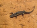 Sharp ribbed newt, pleurodeles waltl