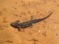 Sharp ribbed newt, pleurodeles waltl