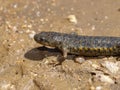 Sharp ribbed newt, pleurodeles waltl