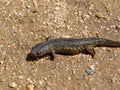 Sharp ribbed newt, pleurodeles waltl