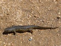 Sharp ribbed newt, pleurodeles waltl