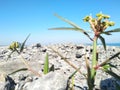 between the sharp rocks on the beach tucked into small beautiful plants dancing under the blue sky Royalty Free Stock Photo
