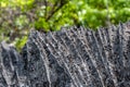 Sharp rocks in Tsingy de Bemaraha N.P.