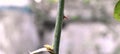 Sharp Rose Thorn Close up Shot. Blurred Background.