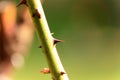 Sharp rose thorn on stalk in the garden Royalty Free Stock Photo