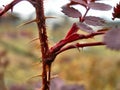 Sharp rose thorns close up. Spikes on the stem of a flower, macro photo