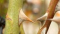 Sharp rose thorns close up. Spikes on the stem of a flower.