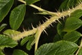 Sharp rose thorns on stem.